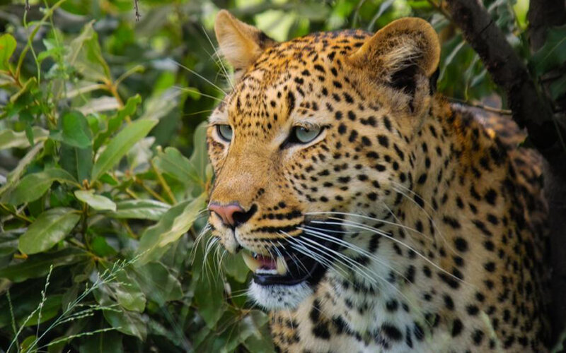 Leopard in Foliage — Yellow, Alert, Afternoon
