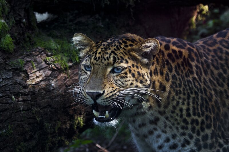 leopard in forest