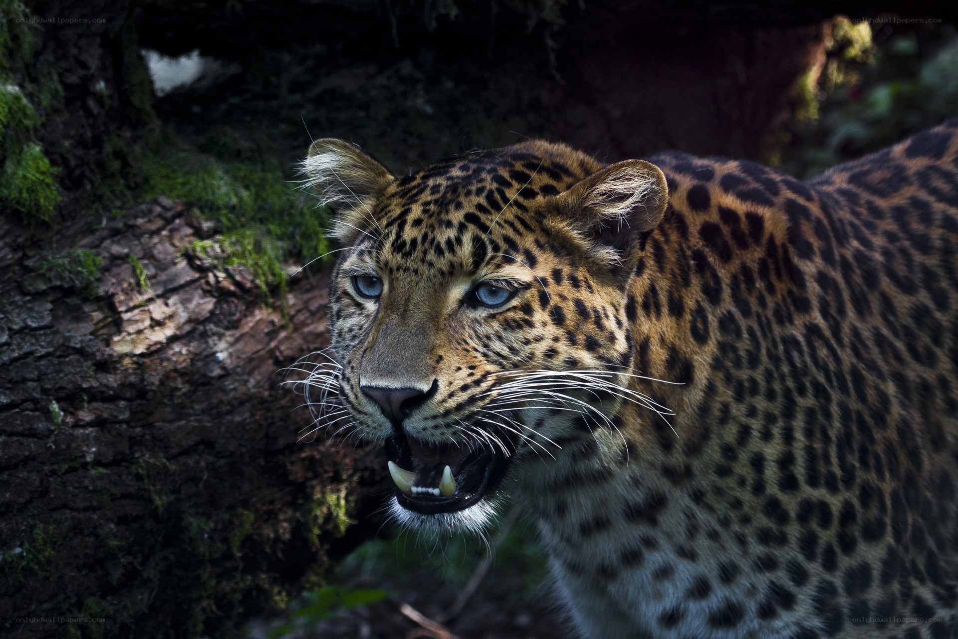 leopard in forest