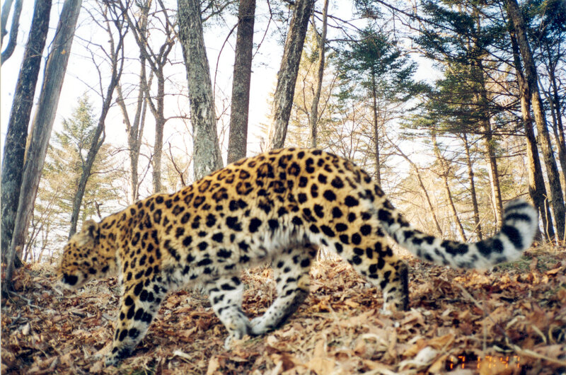 Leopard in forest