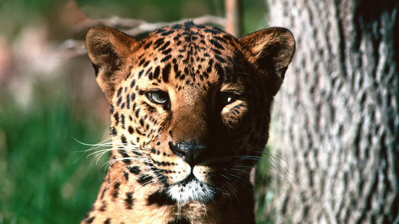 leopard in forest