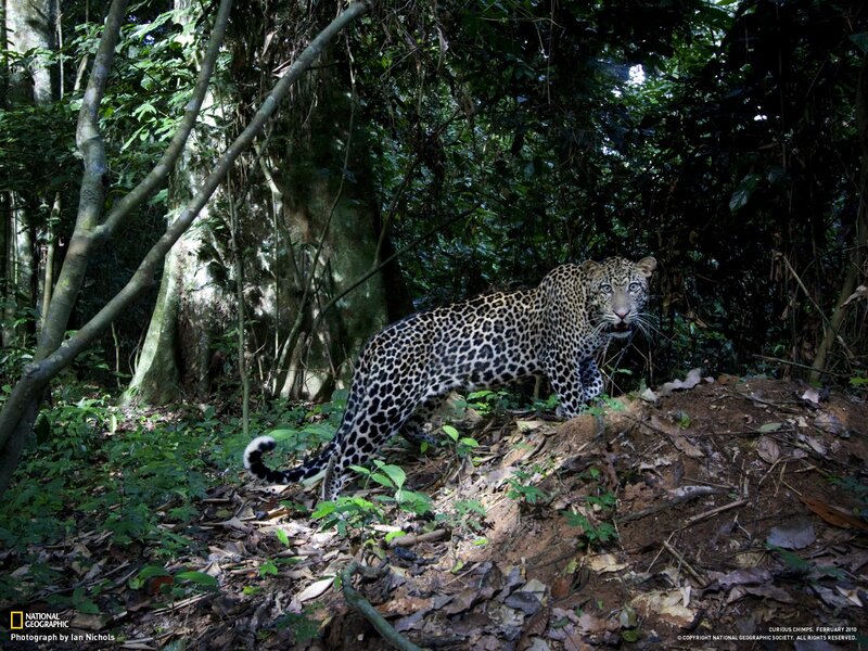 Leopard in forest
