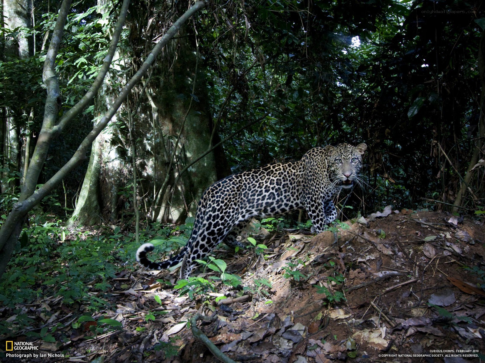 Leopard in forest