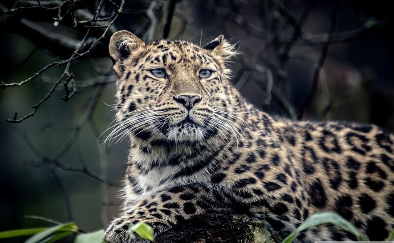 Leopard in Forest — Black, Alert