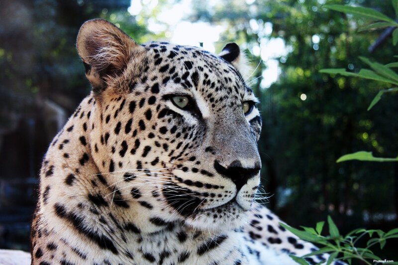Leopard in Forest — Black, Calm