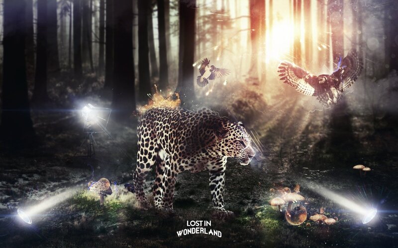 Leopard in Forest — Black, Dramatic, Night