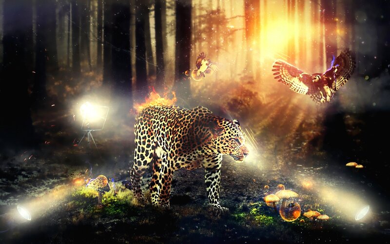 Leopard in Forest — Black, Dramatic