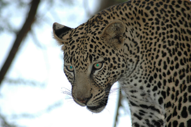 Leopard in Forest — Black, Intense