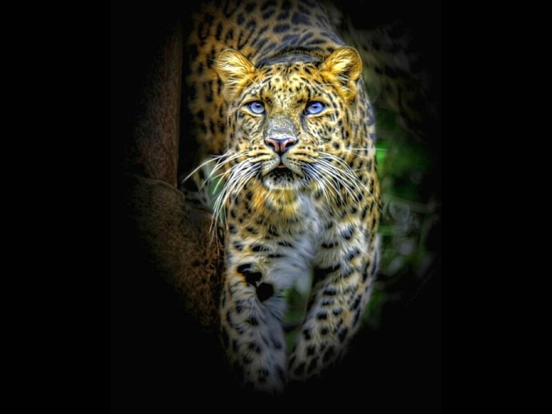 Leopard in Forest — Black