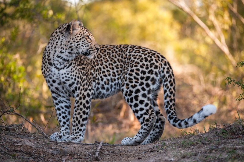 Leopard in Forest — Brown, Alert, Afternoon, Photograph