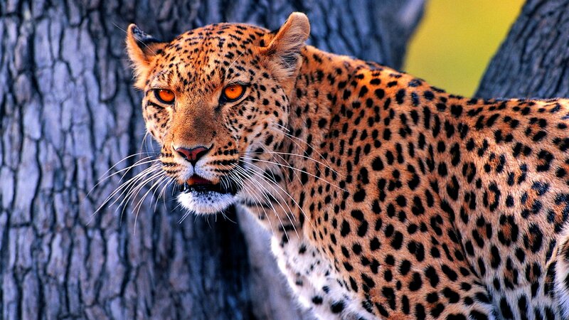 Leopard in Forest — Brown, Alert, Afternoon, Photograph, Tree, Black