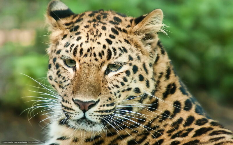 Leopard in Forest — Brown, Alert, Photograph, Green Foliage