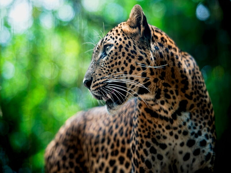 Leopard in Forest — Brown, Alert, Photograph, Greenery