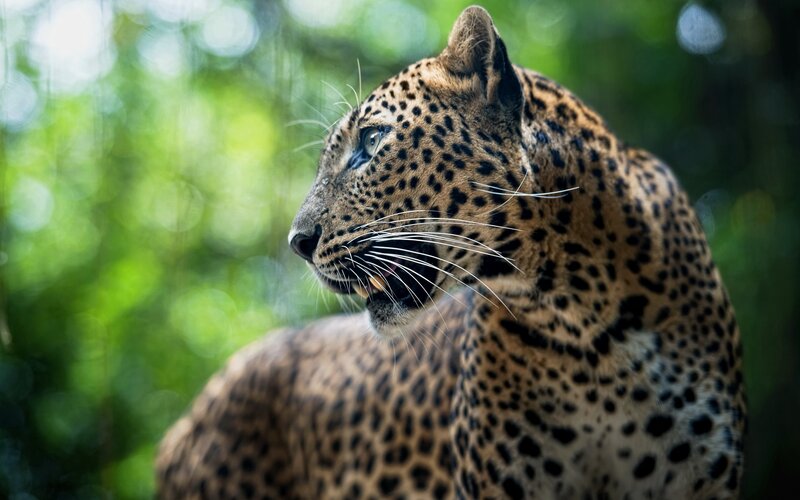 Leopard in Forest — Brown, Alert, Photograph, Greenery, Whiskers