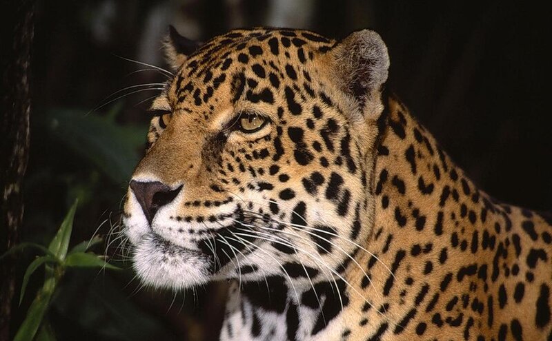 Leopard in Forest — Brown, Alert, Photograph, Plants
