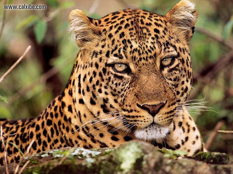 Leopard in Forest — Brown, Alert, Photograph