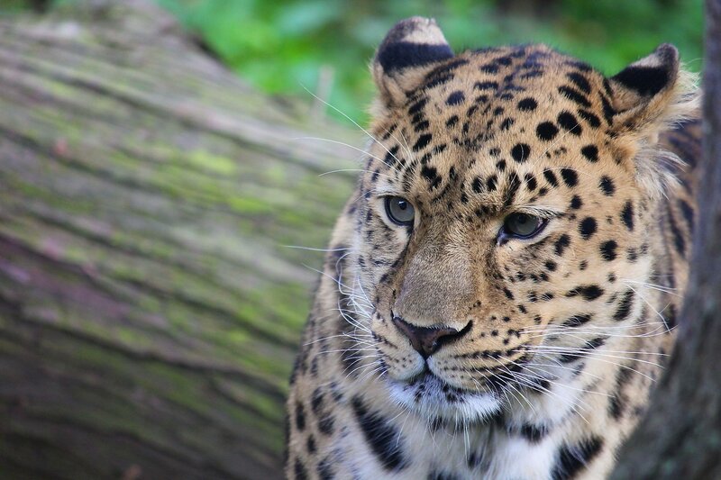 Leopard in Forest — Brown, Alert, Photograph, Tree, Black, Green