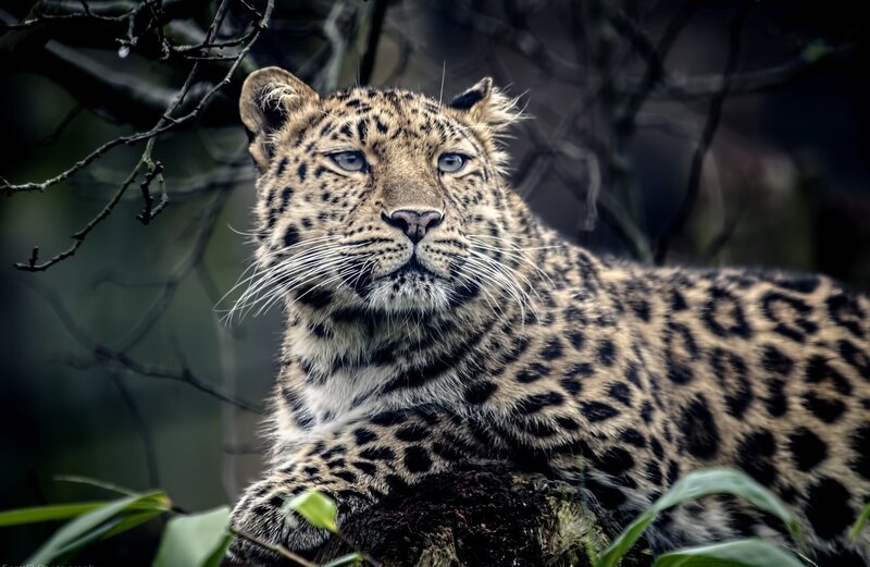 Leopard in Forest — Brown, Alert, Photograph, Tree Branches