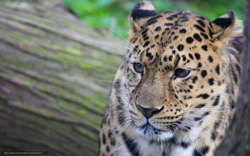 Leopard in Forest — Brown, Alert, Photograph, Tree Trunk, Green Foliage
