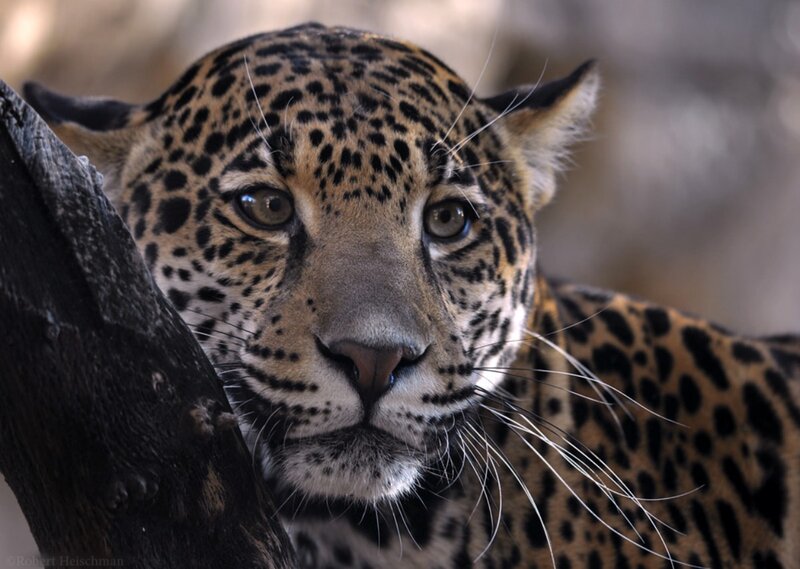 Leopard in Forest — Brown, Alert, Photograph, Tree Trunk