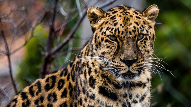Leopard in Forest — Brown, Alert, Photograph, Trees