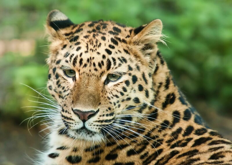 Leopard in Forest — Brown, Alert, Photograph, Whiskers, Eyes, Black