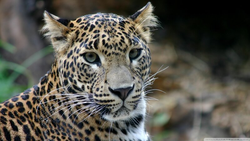 Leopard in Forest — Brown, Alert, Photograph, Whiskers, Eyes