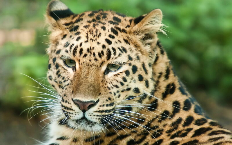 Leopard in Forest — Brown, Alert, Photograph, Whiskers