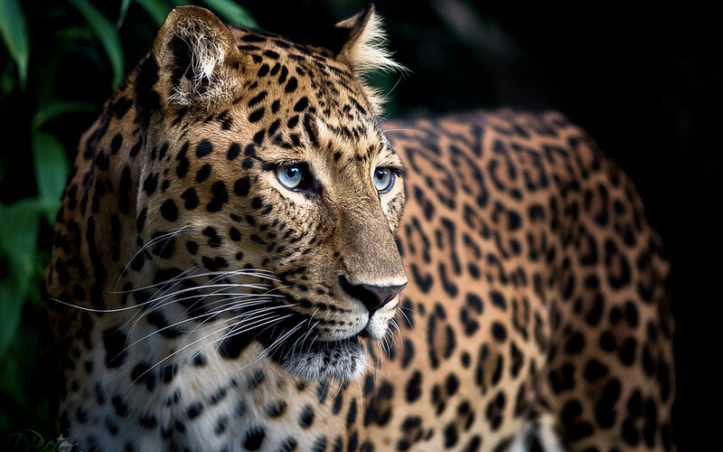 Leopard in Forest — Brown, Alert