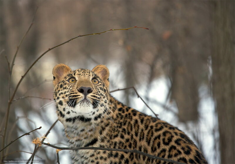 Leopard in Forest — Brown, Alert, Winter, Photograph