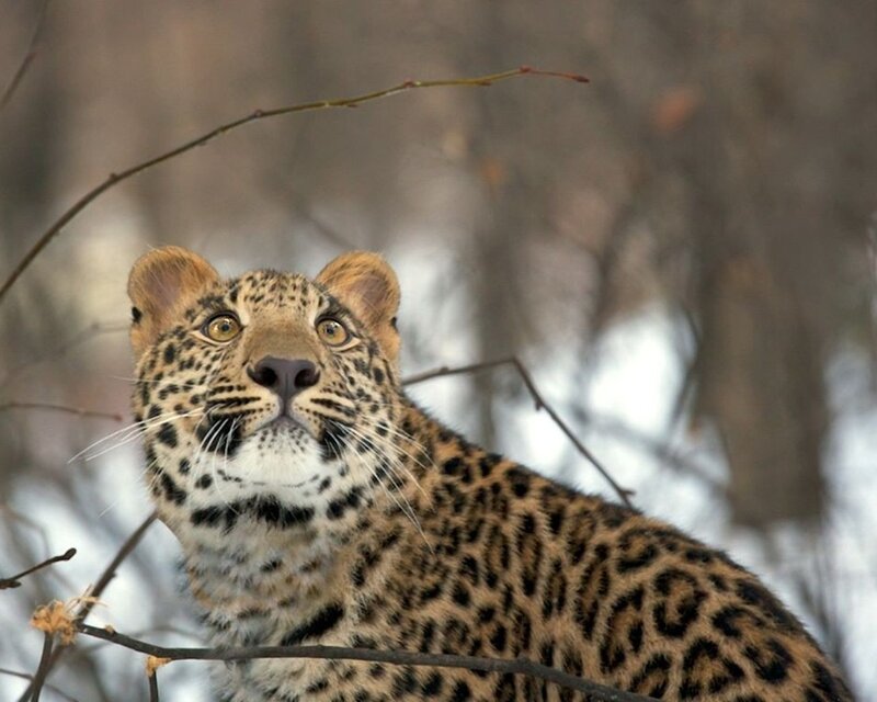 Leopard in Forest — Brown, Alert, Winter