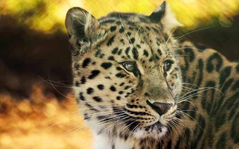 Leopard in Forest — Brown, Calm, Afternoon, Photograph