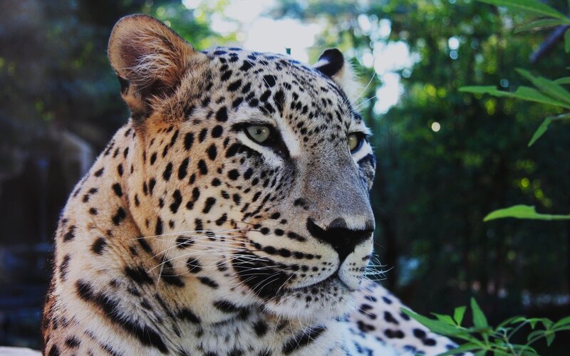 Leopard in Forest — Brown, Calm, Afternoon, Photograph, Trees, Green Leaves