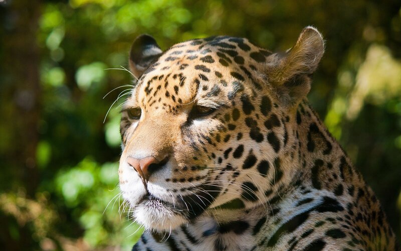 Leopard in Forest — Brown, Calm, Afternoon, Photograph, Trees, Sunlight