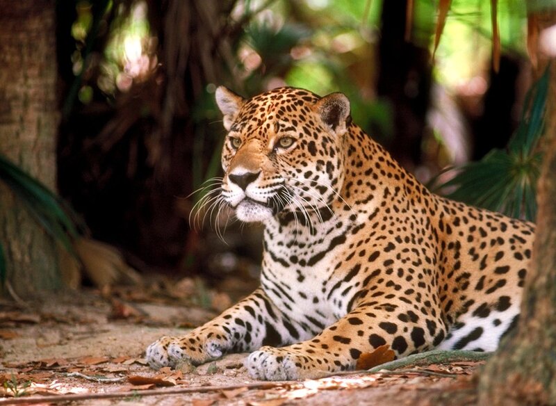 Leopard in Forest — Brown, Calm, Afternoon, Photograph, Trees