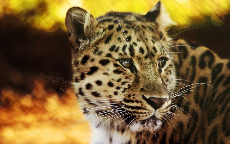 Leopard in Forest — Brown, Calm, Afternoon, Photograph, Whiskers, Yellow