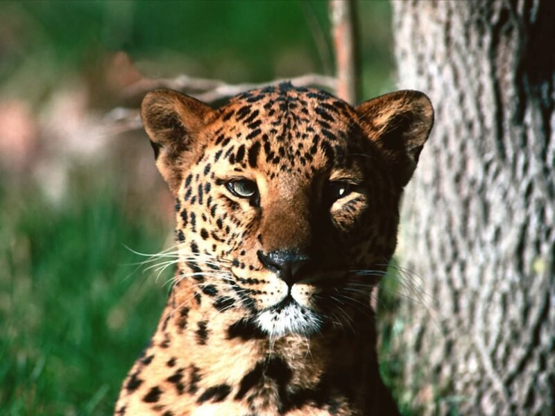 Leopard in Forest — Brown, Calm, Afternoon