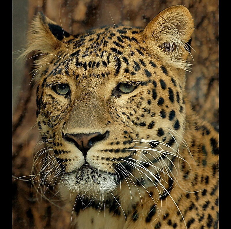 Leopard in Forest — Brown, Calm, Photograph, Tree Bark
