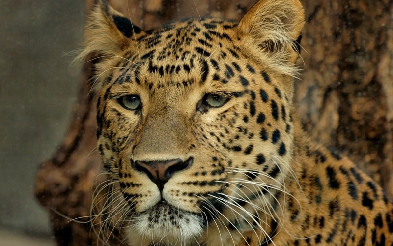 Leopard in Forest — Brown, Calm, Photograph, Tree, Black
