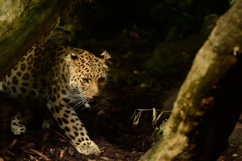 Leopard in Forest — Brown, Dark