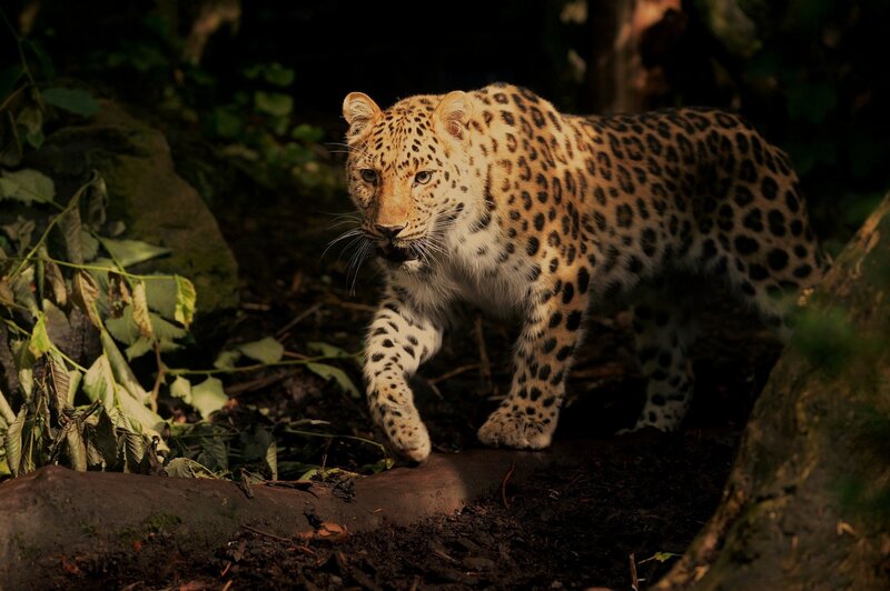Leopard in Forest — Brown, Dramatic, Night