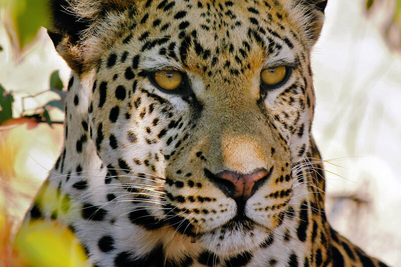 Leopard in Forest — Brown, Intense, Afternoon