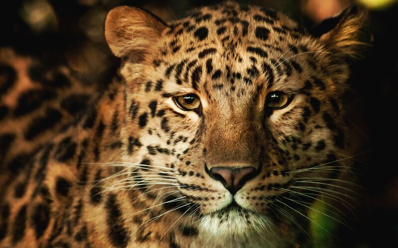 Leopard in Forest — Brown, Intense, Photograph, Eyes, Black