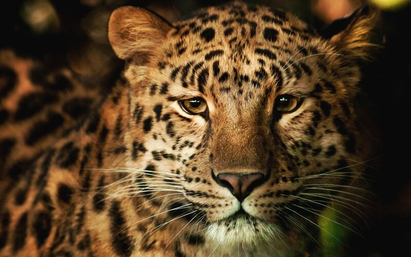 Leopard in Forest — Brown, Intense, Photograph, Eyes