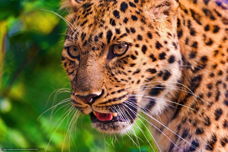 Leopard in Forest — Brown, Intense, Photograph, Green Foliage