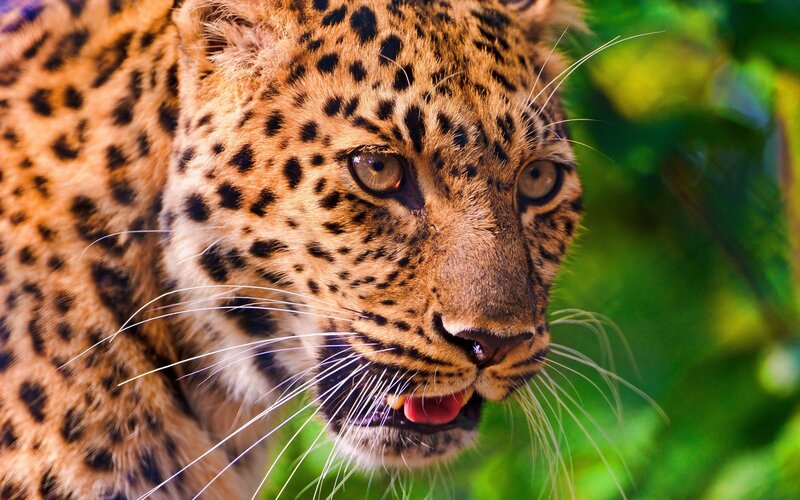 Leopard in Forest — Brown, Intense, Photograph, Green Foliage, Whiskers, Black