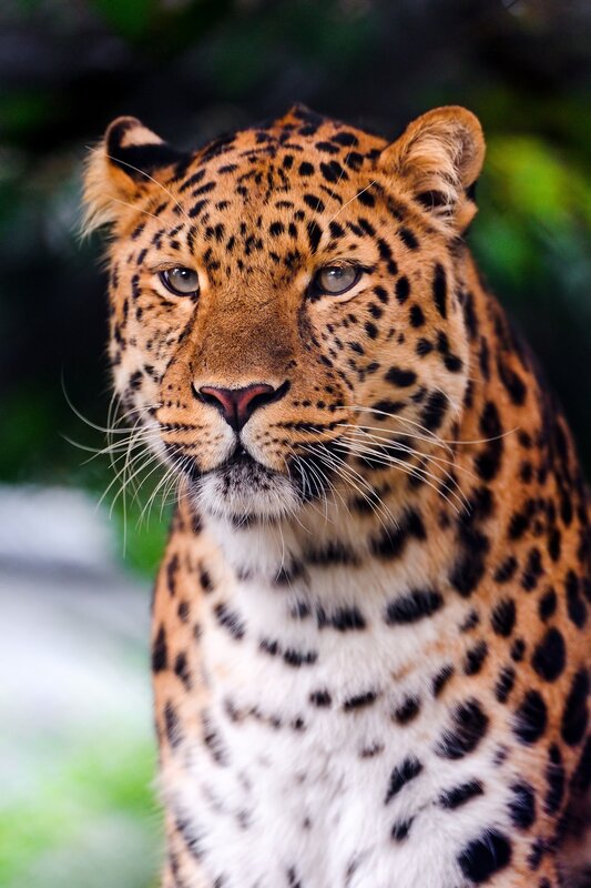 Leopard in Forest — Brown, Intense, Photograph, Whiskers, Black, Green