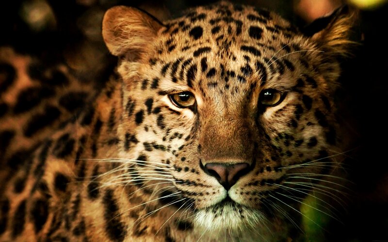 Leopard in Forest — Brown, Intense, Photograph, Whiskers