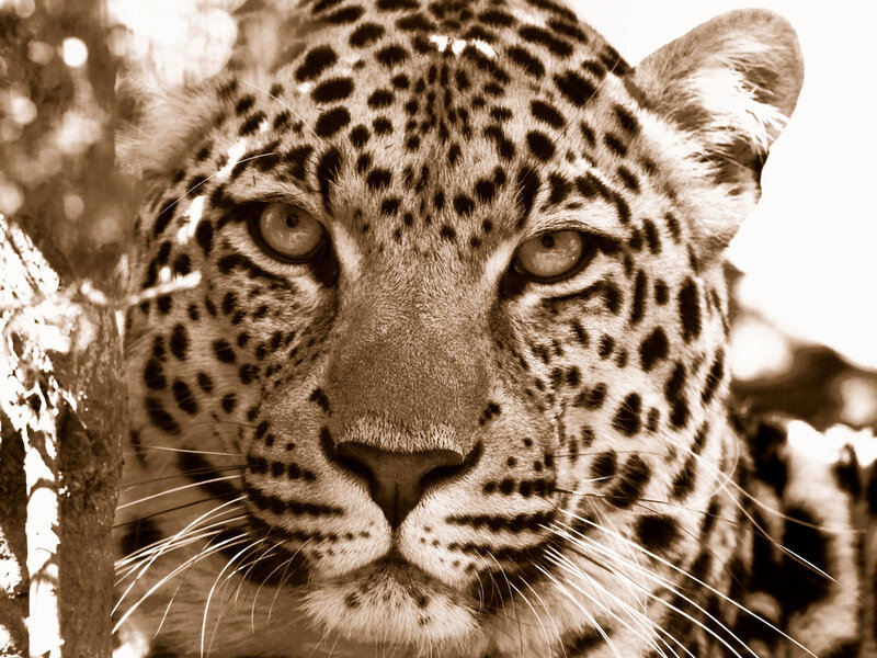 Leopard in Forest — Brown, Intense