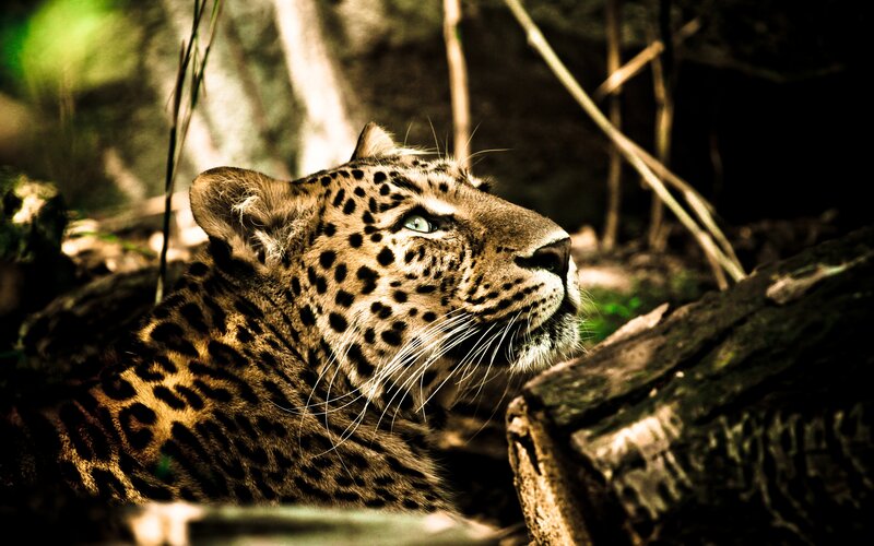 Leopard in Forest — Brown